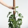 Coco Coir Pole